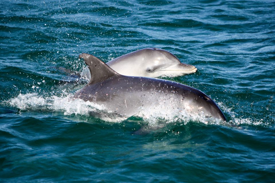 Port Stephens: Dolphin Watch Cruise With Swimming & Slides - Dolphin Watch