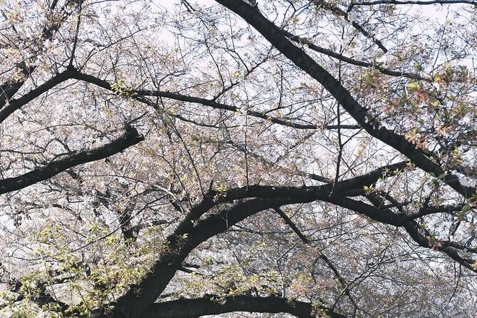 Private One Day Tokyo City Tour With Bilingual Driver - Tokyo Highlights