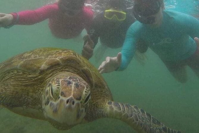 Snorkeling With Sea Turtles in Mirissa (Pickup and Drop Included) - The Sum Up