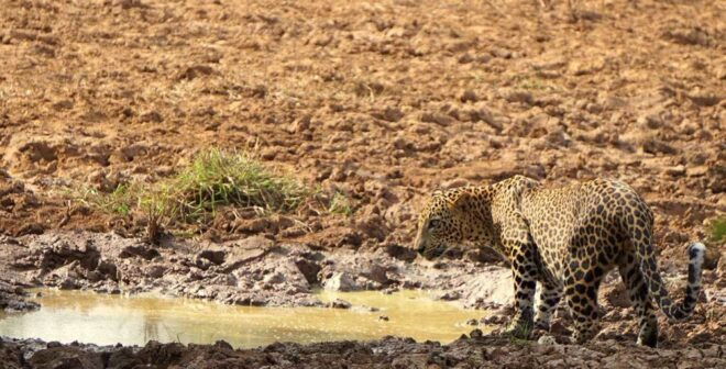 Tangalle/Hiriketiya: Half-Day Udawalawe Safari Tour in a 4x4 - Important Tour Information