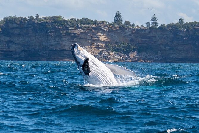Whale Watching Boat Trip in Sydney - Cancellation Policy