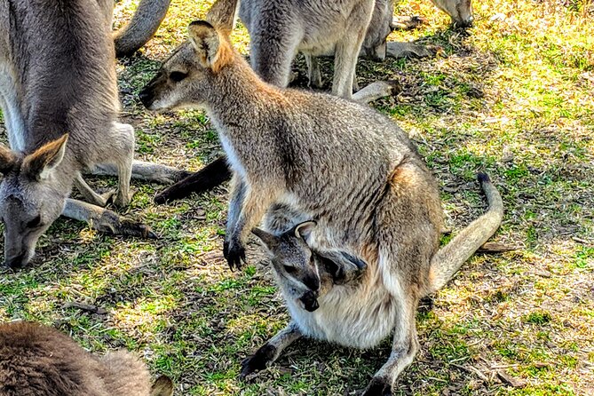 Wildlife Waterfalls and Wine Day Tour From Sydney - Wine Tasting and Unexpected Surprises
