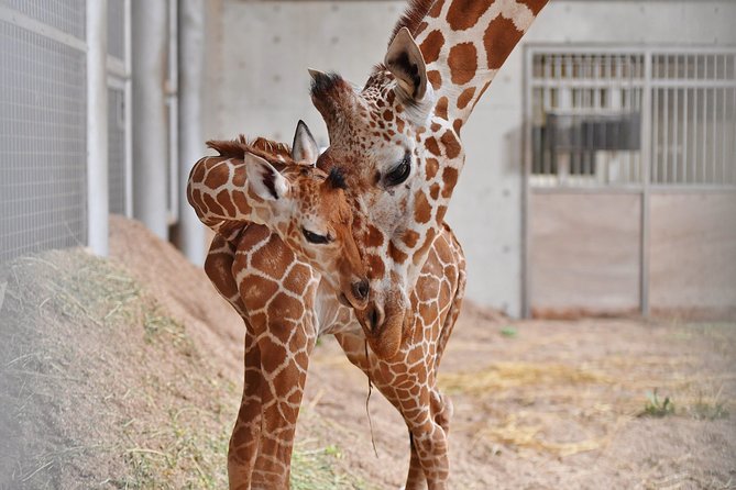 Yokohama Zoo Zoorasia Admission Ticket - Reviews and Ratings