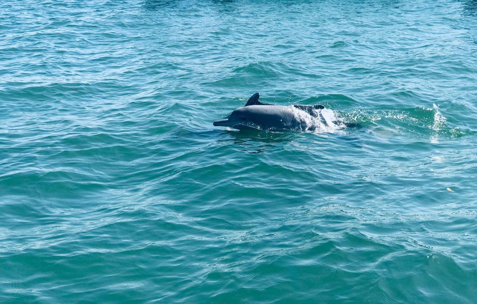 Dolphin and Whale Watching in Negombo - 8 Images Available to View