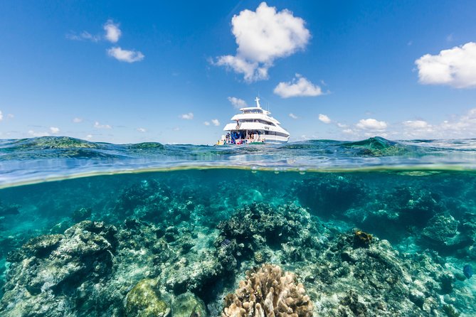Great Barrier Reef Snorkeling and Diving Cruise From Cairns - Organization and Communication