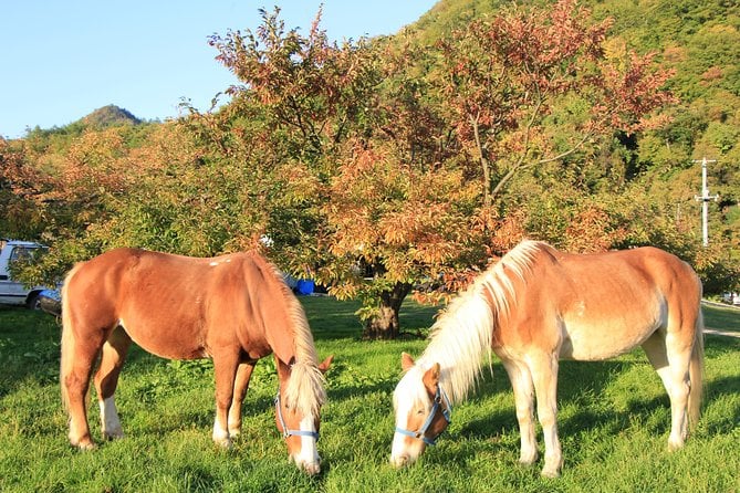 Horseback-Riding in a Country Side in Sapporo - Private Transfer Is Included - Getting There