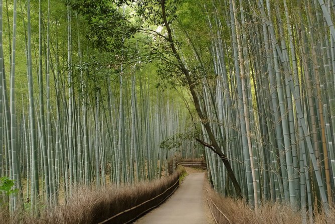 Kyoto Bamboo Forest Electric Bike Tour - Tour Reviews