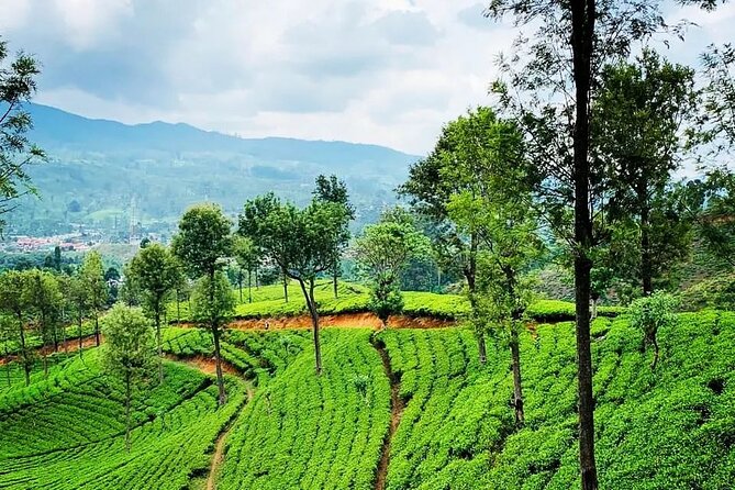Private Tea Tour and Tea Factory - Additional Information