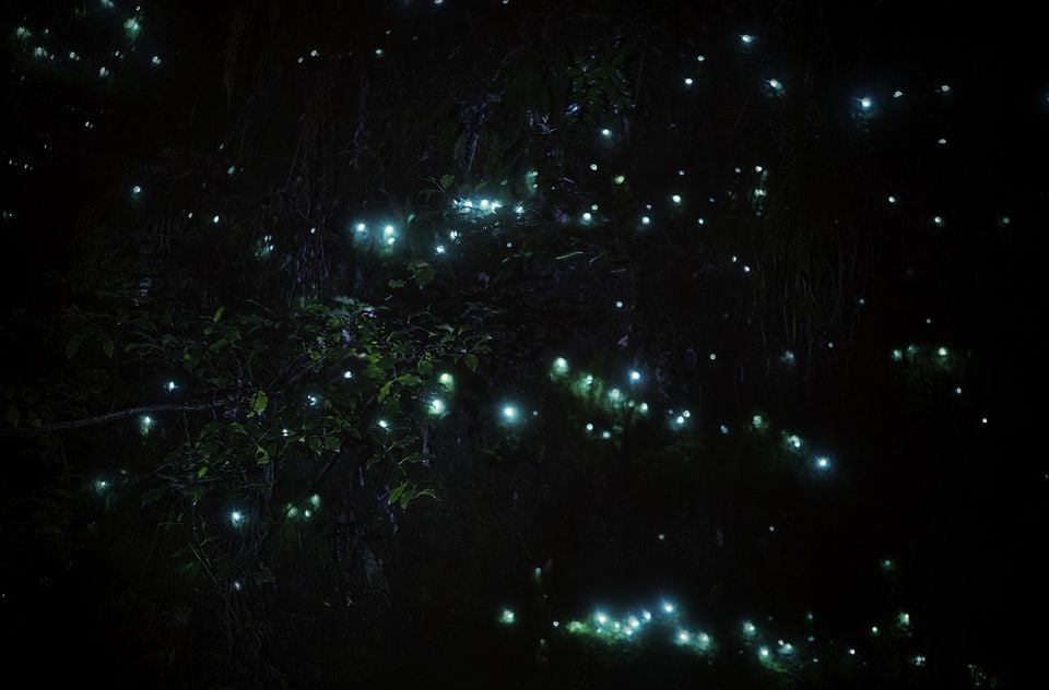 Rotorua: Nocturnal Glow Worm Tour With a Guide - The Sum Up