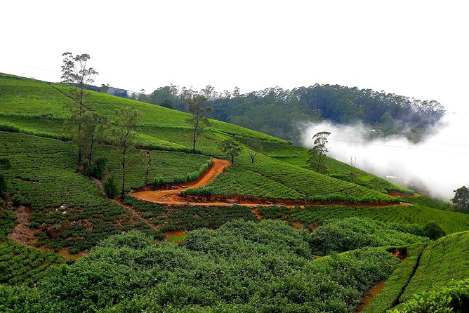 Tea Factories And Waterfalls Tour - Additional Information