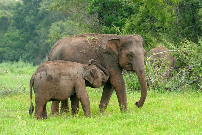 Udawalawe National Park Safari With Elephant Transit Home Visit - Frequently Asked Questions