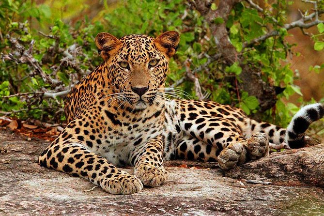 Yala National Park With Experienced Driver/Guide - Private Tour - Yala National Park Visit