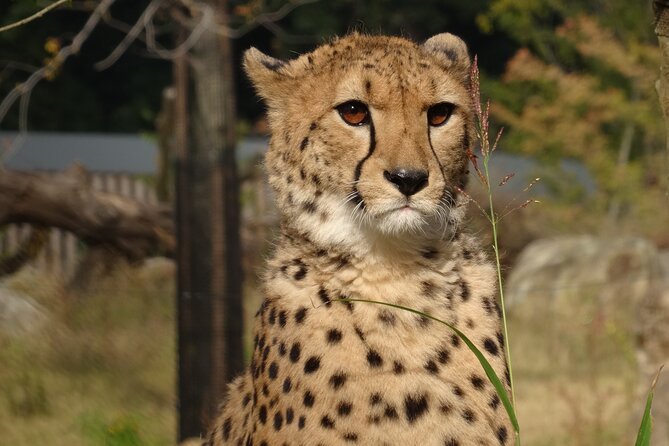 Yokohama Zoo Zoorasia Admission Ticket - Common Questions