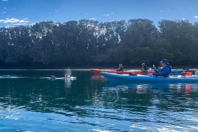 Adelaide Dolphin Sanctuary and Ships Graveyard Kayak Tour - The Sum Up