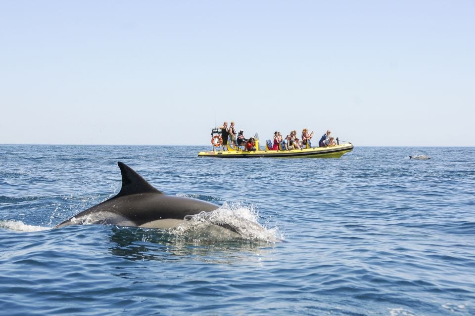 Albufeira: Benagil Caves & Dolphin Watching Speed Boat Tour - Directions