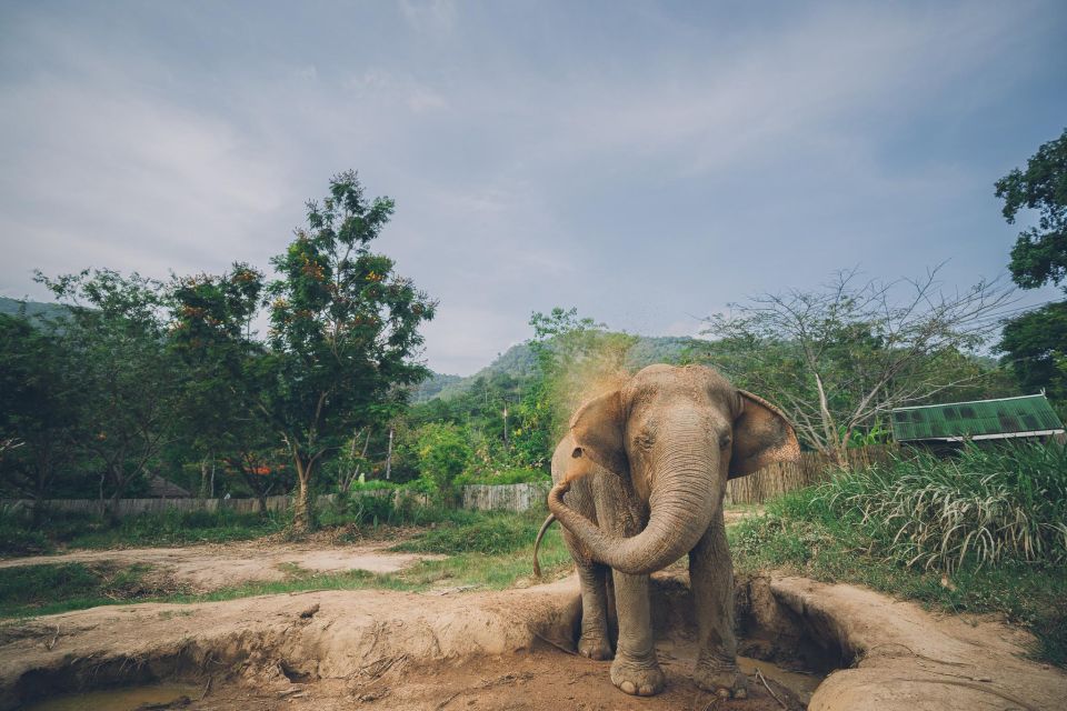 Koh Samui: Elephant Kingdom Sanctuary Half-Day Tour - Frequently Asked Questions