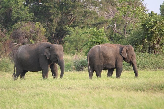 Minneriya National Park Private Safari - Frequently Asked Questions