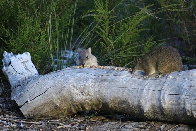 Nocturnal Wildlife Tour From Busselton or Dunsborough - The Sum Up
