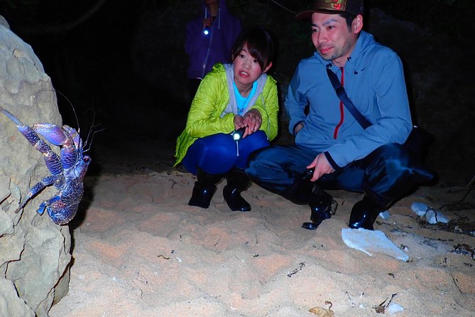 [Okinawa Iriomote] Night Adventure Tour - Tour Highlights