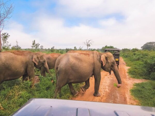 Tangalle/Hiriketiya: Half-Day Udawalawe Safari Tour in a 4x4 - Common Questions