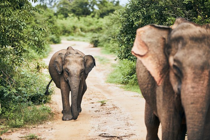 Udawalawe National Park Safari With Elephant Transit Home Visit - The Sum Up