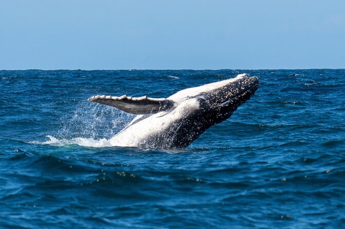 Whale Watching Boat Trip in Sydney - Help Center and Terms and Conditions