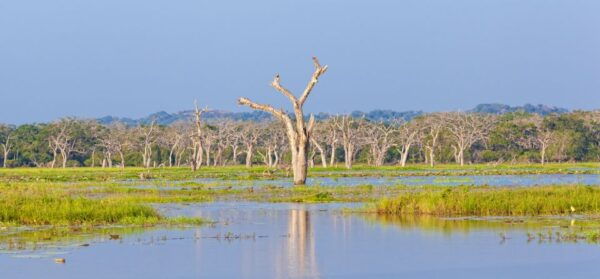 From Ella: Yala National Park Safari Tour in a 4x4 - Common Questions