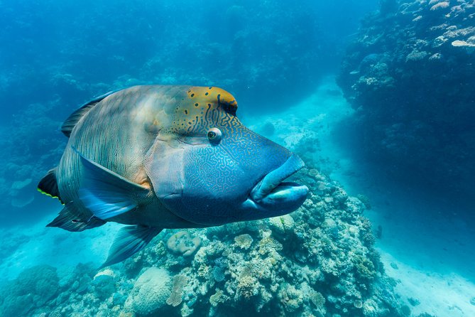Great Barrier Reef Snorkeling and Diving Cruise From Cairns - Frequently Asked Questions