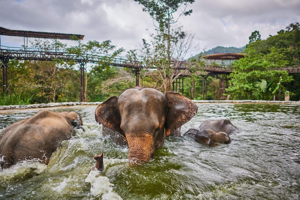 Koh Samui: Elephant Kingdom Sanctuary Half-Day Tour - The Sum Up