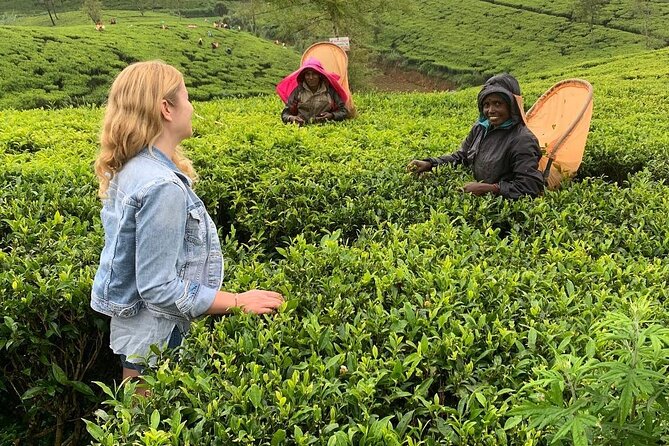 Private Tea Tour and Tea Factory - Frequently Asked Questions
