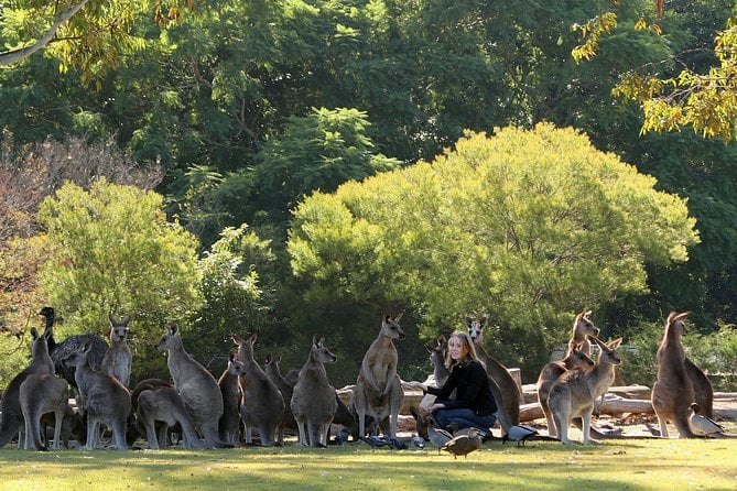 Lone Pine Koala Sanctuary Admission With Brisbane River Cruise - Friendly and Helpful Cruise Staff