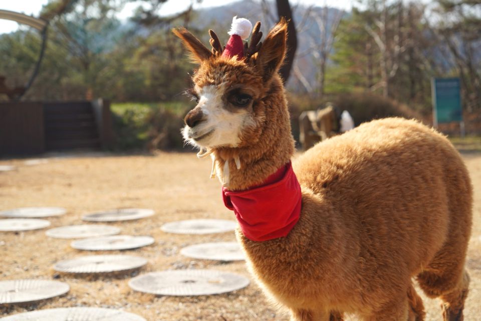 From Seoul: LEGOLAND With Alpaca World Day Tour - The Sum Up