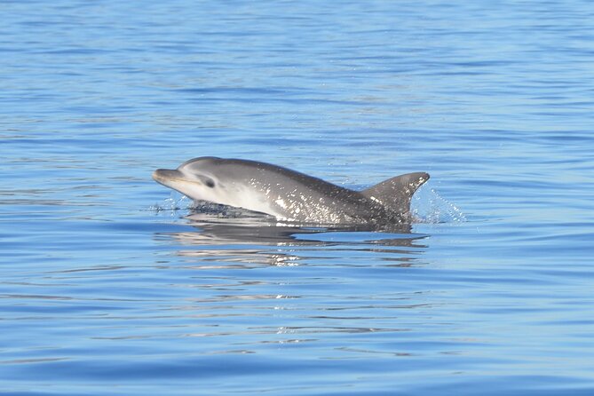 A Half-Day Dolphin-Spotting Cruise in a Rubber Dinghy  - Sardinia - Good To Know