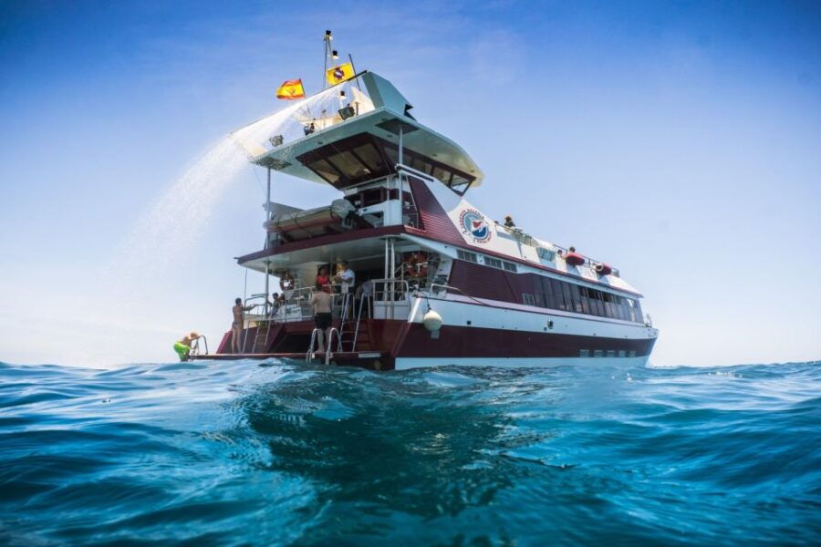 Adeje: Whale and Dolphin Watching With Lunch and Swimming - Good To Know