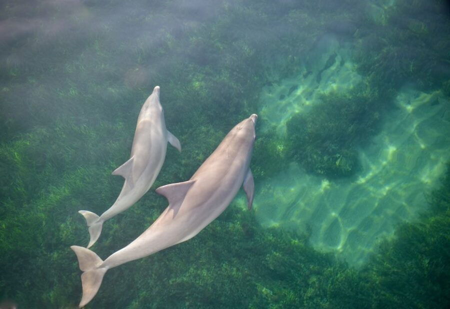 Adelaide: 3.5-Hour Guaranteed Wild Dolphin Watching Cruise - Good To Know