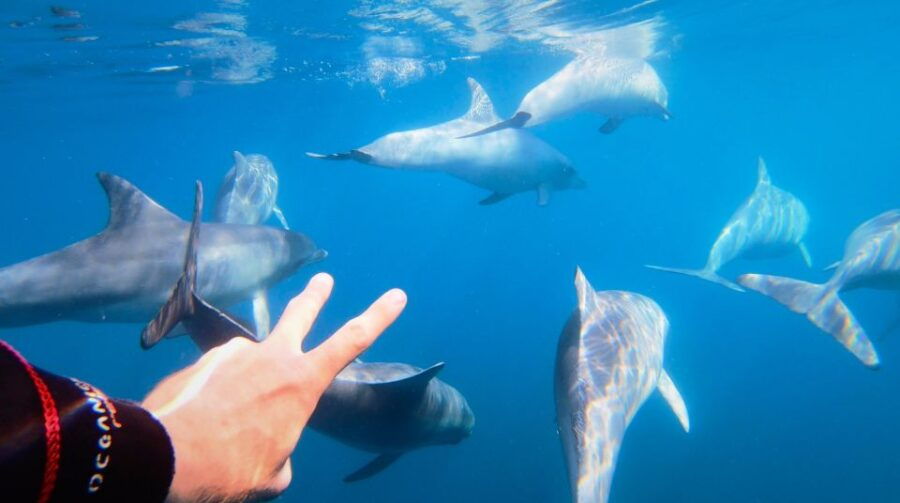 Adelaide: 3.5-Hour Swimming With Dolphins Experience - Good To Know