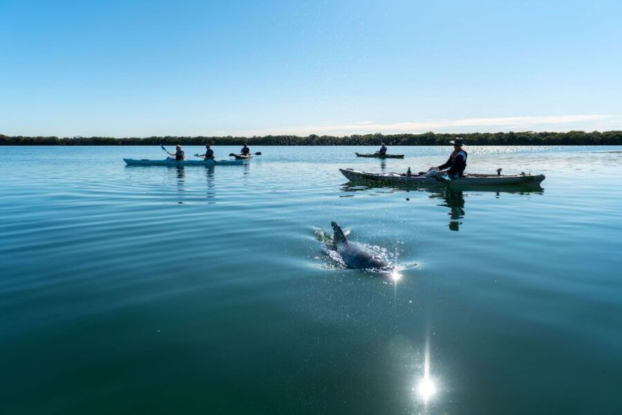 Adelaide: Dolphin Sanctuary Eco Kayaking Tour - Good To Know
