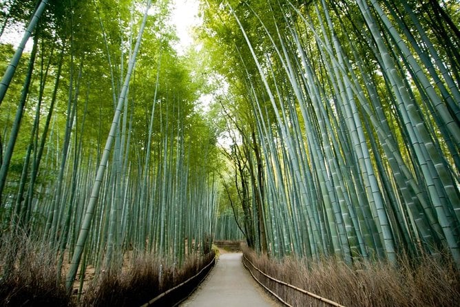 Afternoon Arashiyama Bamboo Forest & Monkey Park Bike Tour