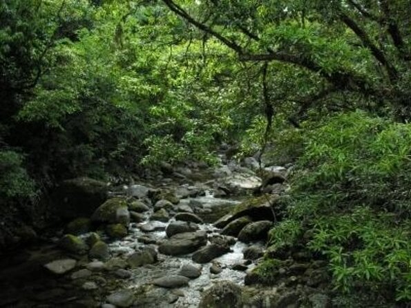 All-Day Tour of Daintree Rainforest With Aboriginal Guide  – Port Douglas