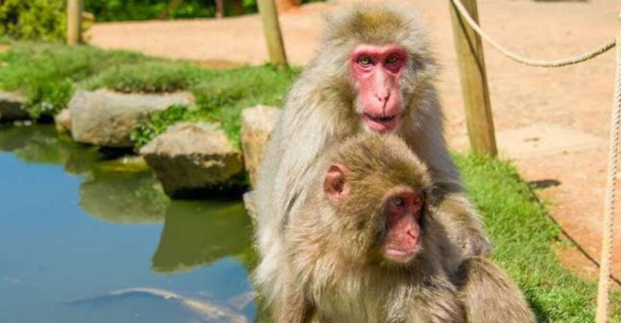 ALL-IN Private Tour KYOTO W/Hotel Pick-Up and Drop-Off - Good To Know