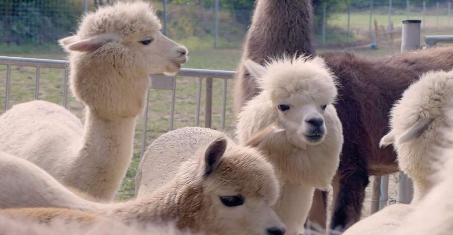 Alpaca & Llama Hike Mödling Vienna Austria – Exclusive Group