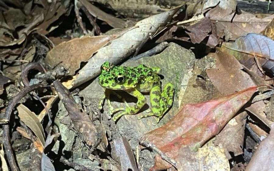 Amami Oshima: Mini Nature Walk and Wildlife Night Tour - Good To Know