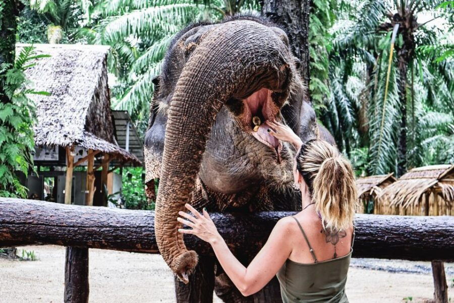 Ao Nang: Elephant Feeding Program
