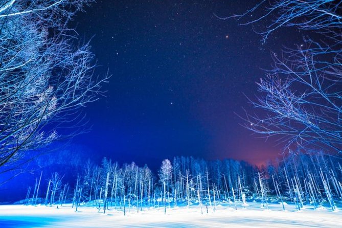 Asahiyama Zoo, Fascinating Aoi-Ike Light Up and Shirohige Falls in Winter! - Good To Know