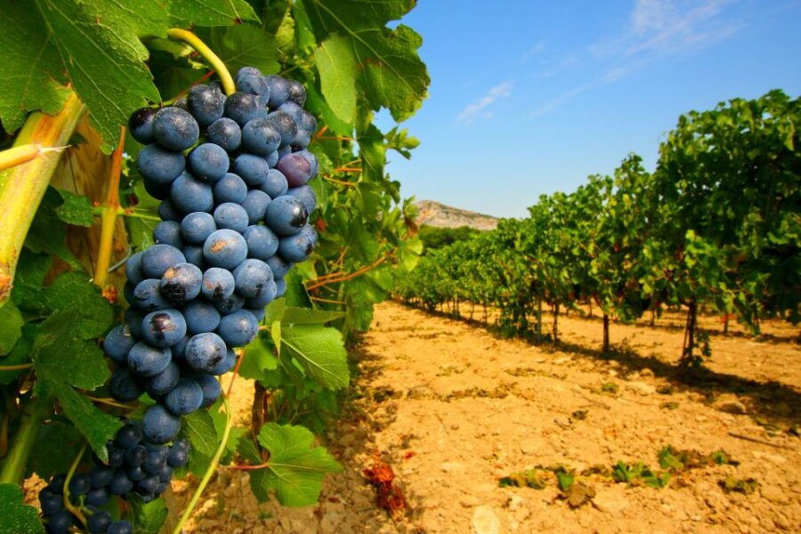 Avignon: Full-Day Wine Tour Around Châteauneuf-Du-Pape