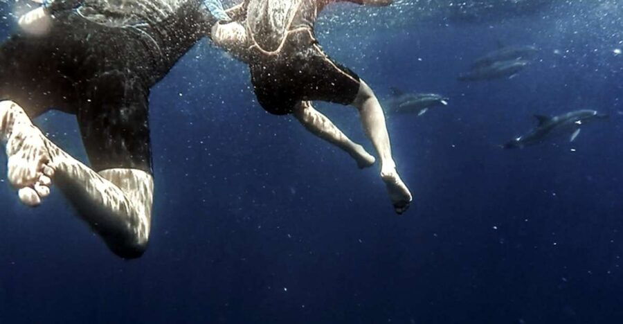 Azores: Swim With Dolphins Atlantic Experience - Good To Know