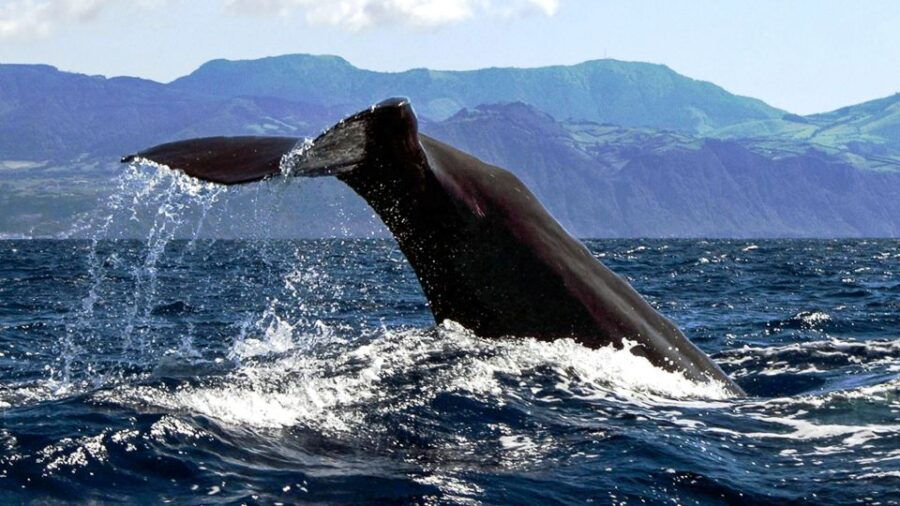 Azores: Whale Watching and Islet Boat Tour - Good To Know
