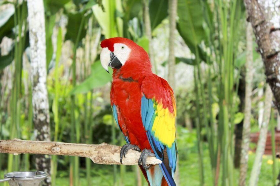 Bali Bird Park: 1-Day Admission Ticket - Good To Know