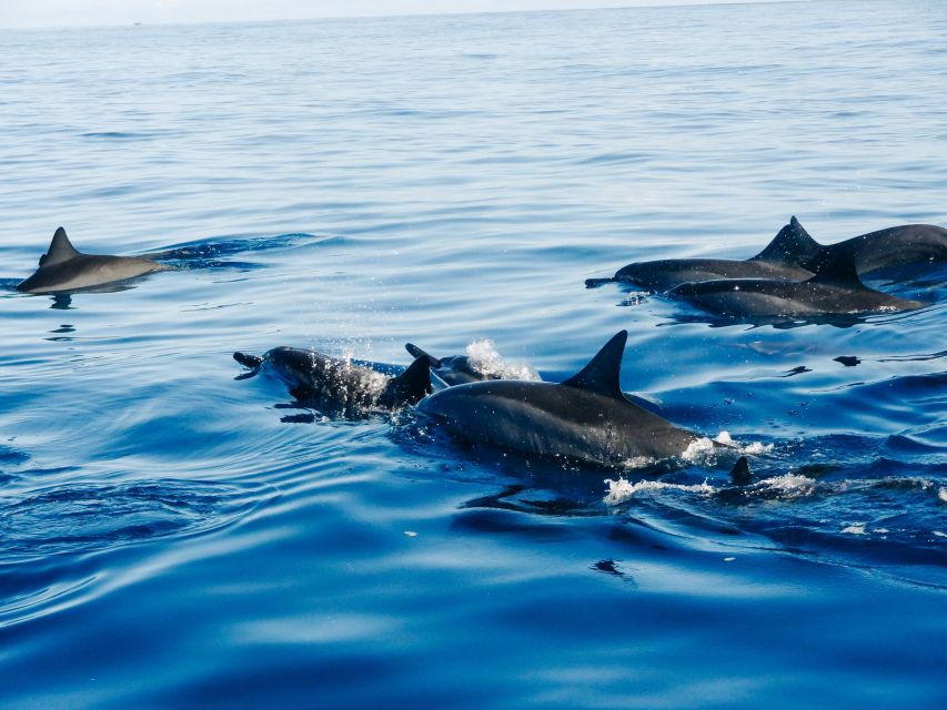 Bali: Private Lovina Dolphins and North Bali Full Day Tour - Good To Know