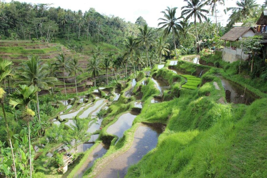 Bali: Ubud Rice Terraces, Temples and Volcano Day Trip - Good To Know